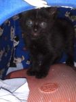 anubi_201105