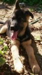 ares