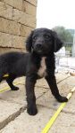 athos_2