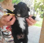 balto_stich1