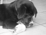 balu_e_roberta_1