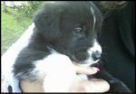 balu_roberta