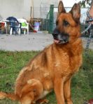 bea_torino2