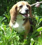 beagle_pomezia