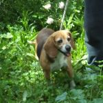 beagle_pomezia2