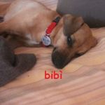 bibi1