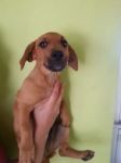 biscotto