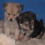 bonny_e_clyde_zampette_amiche