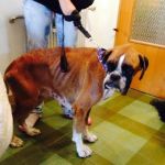 boxer_aco_1