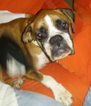 boxer_fine_ottobre