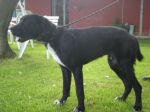 bruno2_tendilazampa