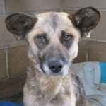 cagnolina_abruzzo