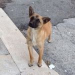 cagnoline_bari1