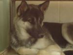 camillo1