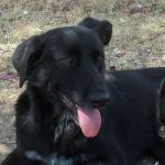 cane_abbandonato_3