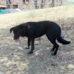 cane_abbandonato_copy