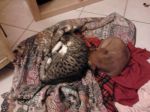 cane_gatto1