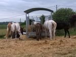 cavalli_alla_mangiatoia_170157
