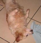 cesare_2_zampette_amiche
