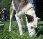 chester2_7427