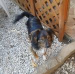 chicco4