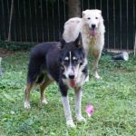 chicco_aco_1
