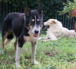 chicco_aco_2