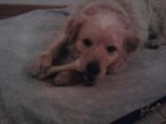chicco_testimonianza2