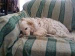 chicco_testimonianza3