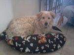 chicco_testimonianza4
