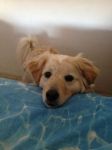 chicco_testimonianza5