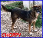 choppy_copy