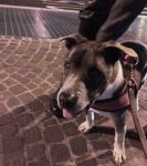 ciro_ex_cinodromo_1