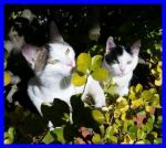 coppia_micetti1