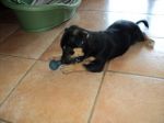 cucciola_beate1
