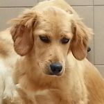 cucciola_golden