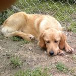 cucciola_golden2