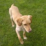 cucciola_labrador2