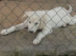 cucciola_labradorgolden1