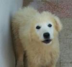 cucciola_lanosa1