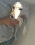 cucciola_manfredonia1