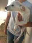 cucciola_manfredonia2