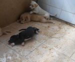 cucciolandia1