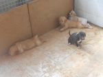 cucciolandia2