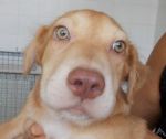 cucciolata_mix_molossini_14