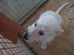 cucciolata_mix_molossini_49