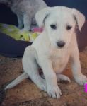 cucciole_doc2