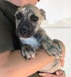 cucciole_mixpit_4