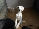 cuccioli1