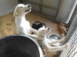 cuccioli2